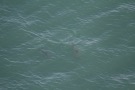 Missing Picture
